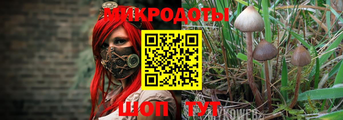 Луга  Псилоцибиновые грибы прущие грибы  Вход с VPN 